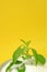 Fresh stevia branch in stevia powder in a round cup on a bright yellow background.Natural sugar alternative.Organic low