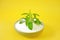 Fresh stevia branch in stevia powder in a round cup on a bright yellow background.Natural sugar alternative.Organic low