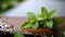 Fresh stevia leaves on a rustic wooden table, nature\\\'s pure charm of natural sweetness