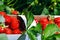Fresh strawberries. Appetizing and delicious beautiful strawberries. Strawberry on green background. Best red strawberry