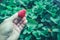 Fresh strawberries closeup. holding strawberry in hands