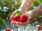 fresh strawberries in the hand with water splash on the strawberry farm background.