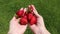 Fresh strawberries in the hands of a child. juicy red strawberries in the hand. berry in the palm of the hand.