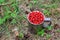 Fresh strawberries in a large chrome mug on the background of green leaves in the forest. Collecting wild berries