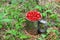 Fresh strawberries in a large chrome mug on the background of green leaves in the forest. Collecting wild berries