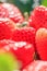 Fresh Strawberries with morning dew in natural backgrounds, look like a jewel. Beautiful bokeh with glittering. Organic farm.