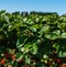 Fresh strawberry on the bush growth at the farm.