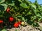 Fresh strawberry on the bush growth at the farm.