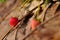 Fresh strawberry in Doi Ang Khang, Thailand