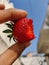 Fresh strawberry fruit holder in two fingers open blue sky background fresh healthy lifestyle nutrition vitamin c vitality