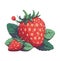 Fresh strawberry, a sweet and juicy gourmet summer dessert