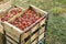 Fresh strawberrys of organic farming