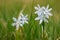 Fresh striped squill flowers at garden grass