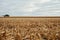 Fresh stubble in a harvested maize field