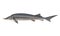 Fresh sturgeon fish on white background