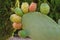 Fresh succulent cactus Opuntia close-up on green landscape. Plant cactus with spines. Cactaceae authentic concept