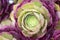 Fresh succulent plant closeup