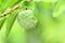 Fresh sugar apple on tree in the garden tropical fruit custard apple on nature green background - Annona sweetsop