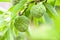 Fresh sugar apple on tree in the garden tropical fruit custard apple on nature green background - Annona sweetsop