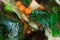 Fresh summer salad of cucumbers, carrots, dill, parsley, green peas close-up.