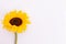 Fresh summer sunflower lying on white background