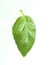 Fresh sweet basil leaf