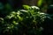 Fresh sweet basil leaves. Basil plant with green leaves on dark background. Fresh herbs for cooking, used in cuisines worldwide.