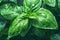 Fresh sweet basil leaves with drops of water. Basil plant close up with green leaves on dark background. Fresh herbs for cooking,