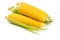 Fresh sweet corn