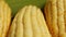 Fresh sweet corn cobs on the table - macro closeup