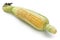 Fresh sweet corn isolated