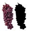 Fresh sweet grapes, clipping path