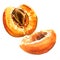 Fresh sweet half apricot fruit, juicy ripe organic apricot closeup isolated, hand drawn watercolor illustration on white