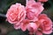 Fresh sweet pink roses flowers with water drops pattern blooming in the nature garden