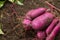 Fresh Sweet potato produce just harvested