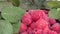 Fresh and Sweet Ripe Raspberries with Water Drops and Green Leaves