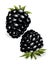 Fresh, sweet and tasty blackberry. Sweet fruit. Forest berry. 3d vector icon. Realistic illustration of eco food