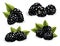 Fresh, sweet and tasty blackberry. Sweet fruit. Forest berry. 3d vector icon. Realistic illustration of eco food