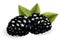 Fresh, sweet and tasty blackberry. Sweet fruit. Forest berry. 3d vector icon. Realistic illustration of eco food