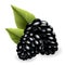 Fresh, sweet and tasty blackberry. Sweet fruit. Forest berry. 3d vector icon. Realistic illustration of eco food