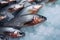 Fresh and sweet water salmon covered with ice in a market