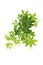 Fresh sweet woodruff with blossoms