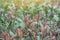 Fresh syzygium austral Australian Rose Apple, Brush Cherry, Creek Lily Pilly, Creel Satinash on blur nature backgr