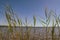 Fresh tall grass on the shore of a calm lake on a sunny day