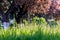 Fresh tall grass among the trees in the park