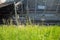 Fresh tall green grass with sunlight on train rail background