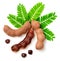 Fresh tamarind fruits and leaves isolated on the white background