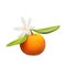 Fresh tangerine fruit with green leaves and flower. Photo-realistic vector illustration.