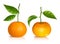 Fresh tangerine fruits with green leaves.