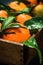 Fresh tangerines or clementines, whole with leaves